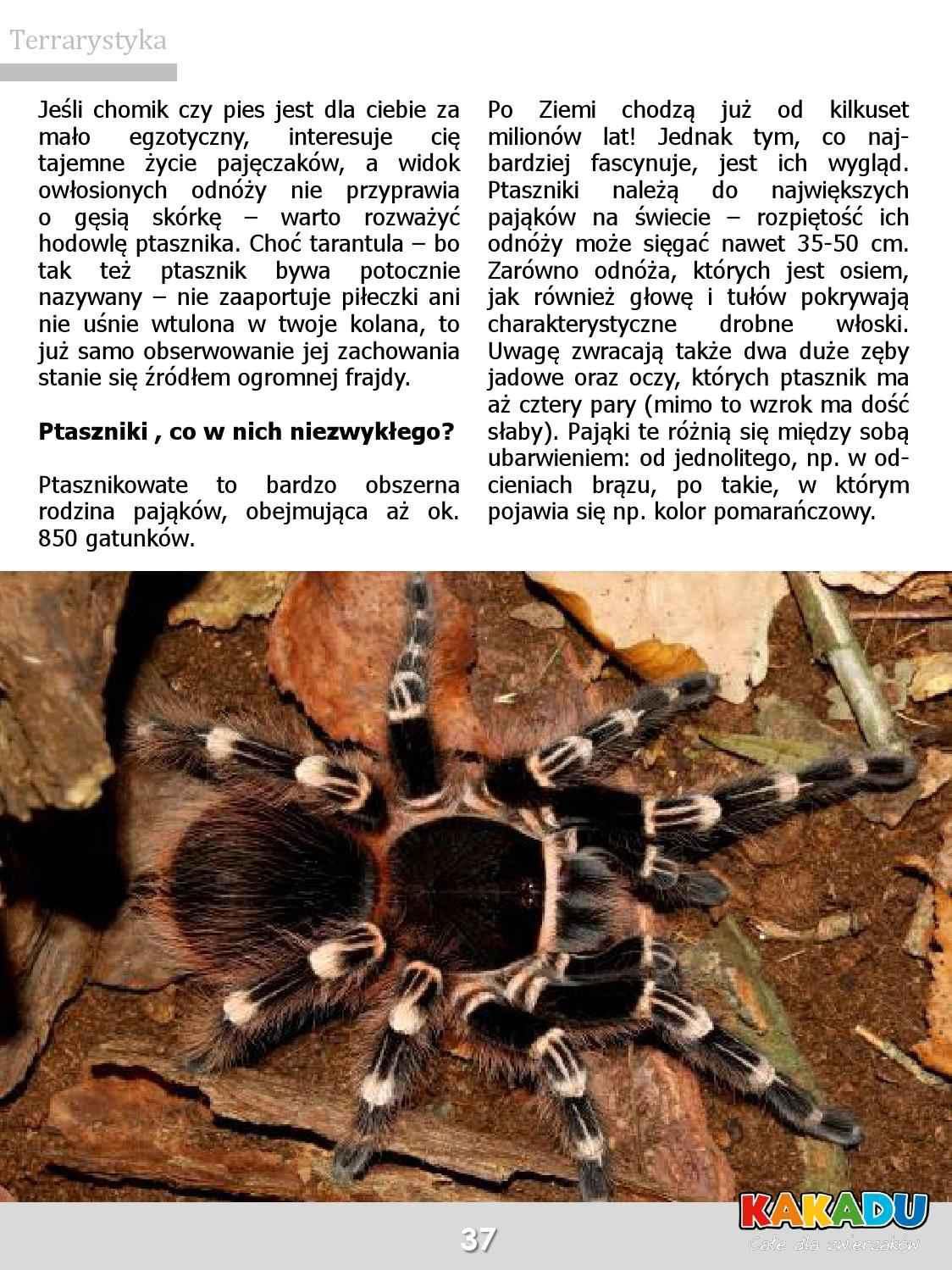 Gazetka promocyjna KAKADU str. 36