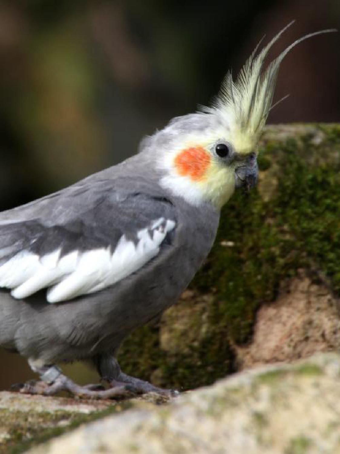 Gazetka promocyjna KAKADU str. 43