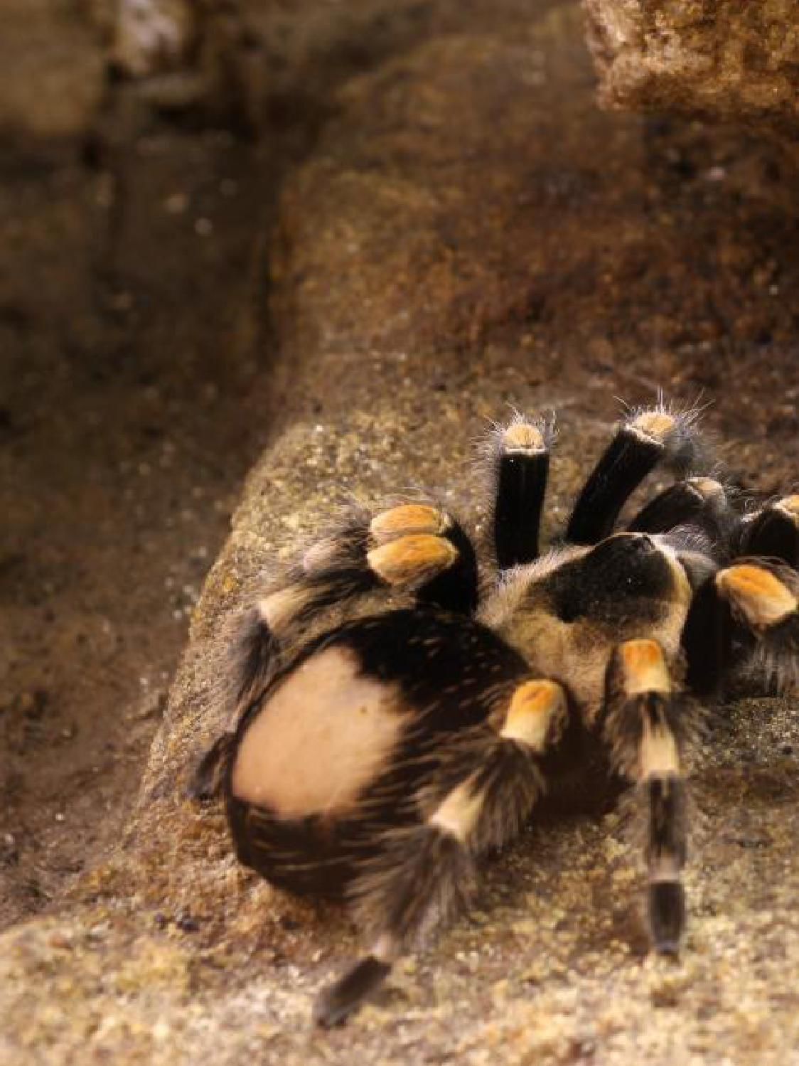 Gazetka promocyjna KAKADU str. 34